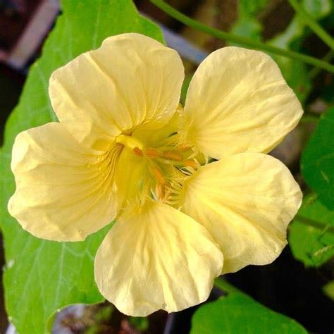 Cremegul Nasturtium Blomsterfrø 100 stk