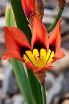 Flower Seeds, Seeds for Planting, Plant Seeds