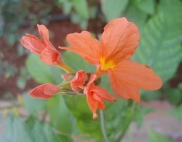 orange marmalade flower seeds