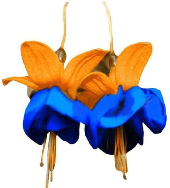 Orange Blue Fuchsia Hybrida Flower Seeds – Heirloom Non-GMO Seeds for Garden Planting
