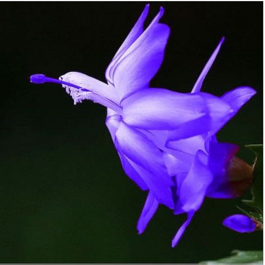 schlumbergera zygocactus flower seeds