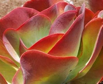 Flower Seeds, Seeds for Planting, Plant Seeds