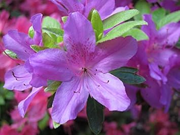 Lavender Rhododendron Azalea Seeds