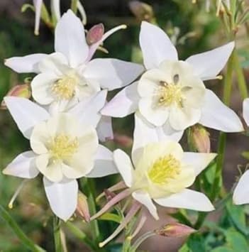 Flower Seeds, Seeds for Planting, Plant Seeds