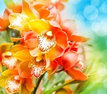 Flower Seeds, Seeds for Planting, Plant Seeds