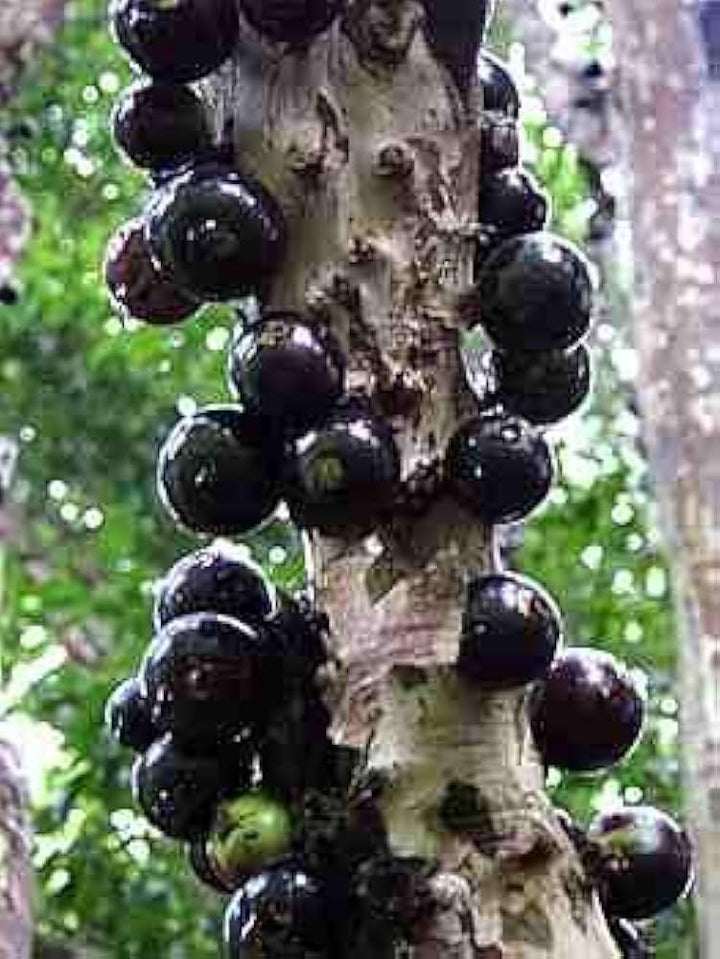 Black Brazilian Grape Fruit Seeds for Unique Grape Varieties- Heirloom & non GMO seeds