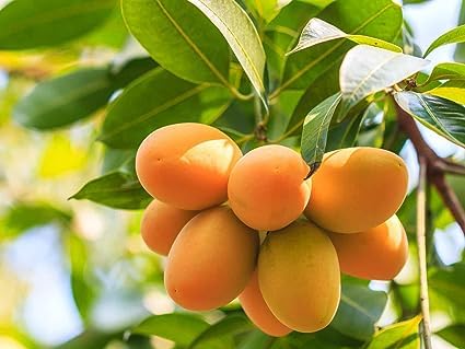 Alphonso Mango Fruit Seeds – Heirloom Hapus Variety, Sweet Tropical Mangoes for Garden Planting