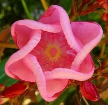 Flower Seeds, Seeds for Planting, Plant Seeds