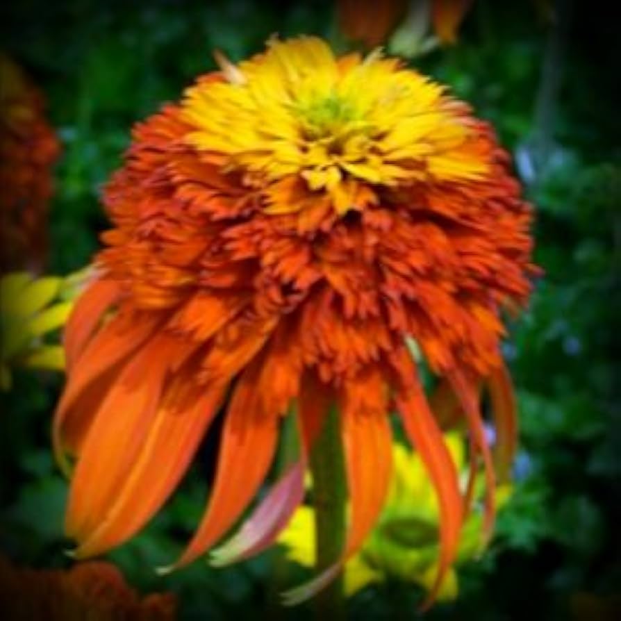 dragon wart flower seeds