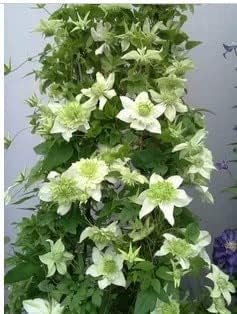 Flower Seeds, Seeds for Planting, Plant Seeds