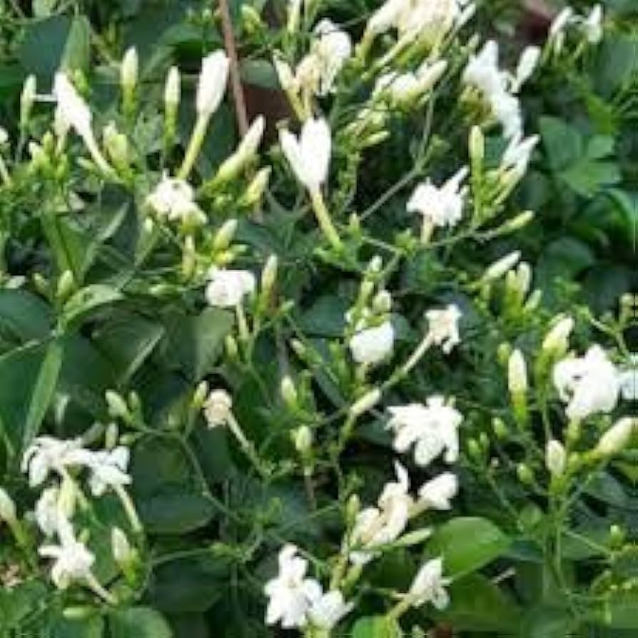 loroco plant seeds Loroco Flower Seeds for Planting, NON GMO Seeds