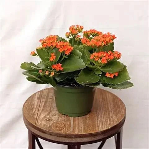 kalanchoe magic flower seeds