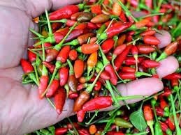 Chili Pepper Capsicum Seeds for Planting
