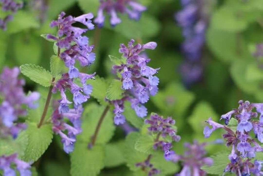 Lavender Catnip Plant Seeds for Planting – Heirloom, Non-GMO, High Germination Organic Garden Seeds