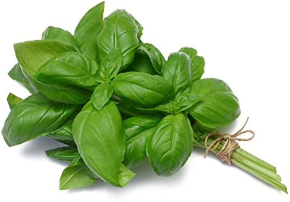 Genovese Basil Herb Seeds for Planting,Organic Heirloom Non-GMO