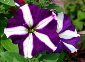 Flower Seeds, Seeds for Planting, Plant Seeds