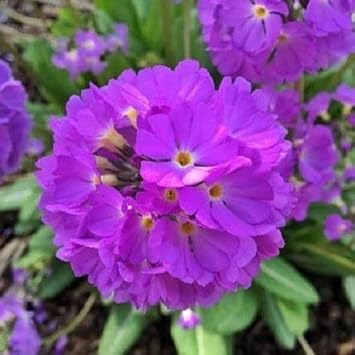 Flower Seeds, Seeds for Planting, Plant Seeds