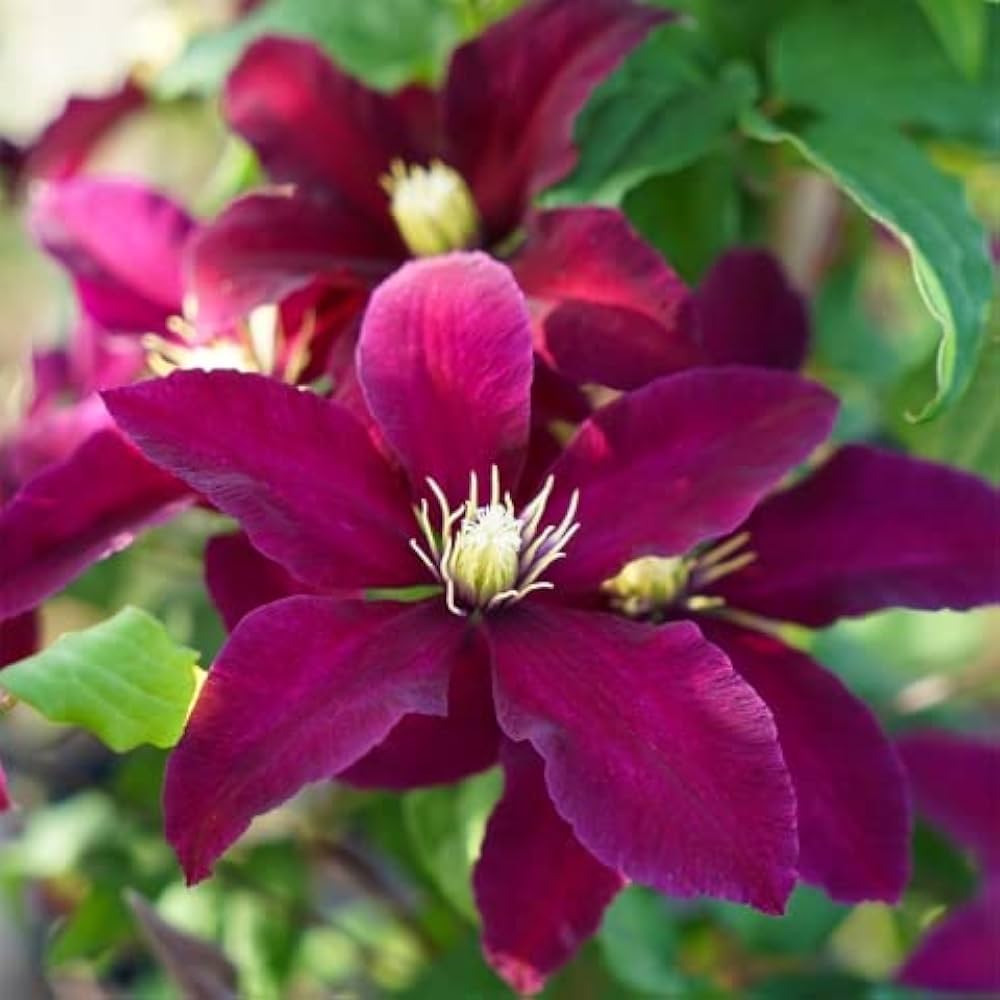 pink heirloom flower seeds