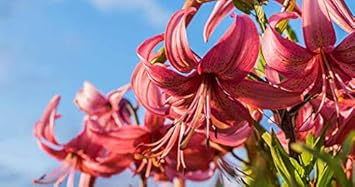 Flower Seeds, Seeds for Planting, Plant Seeds