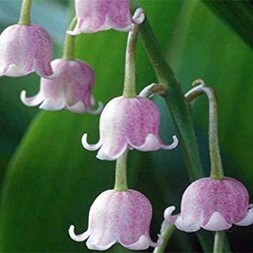 Flower Seeds, Seeds for Planting, Plant Seeds