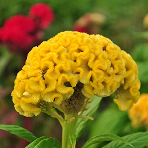 yellow celosia flower seeds