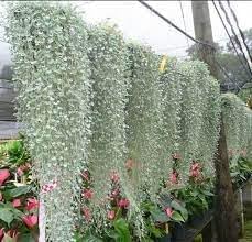 heirloom non flower seeds