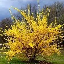 trifoliate forsythia flower seeds