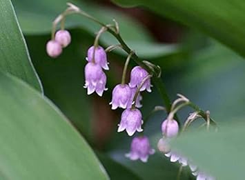 purple bell flower seeds