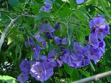 blue heirloom flower seeds
