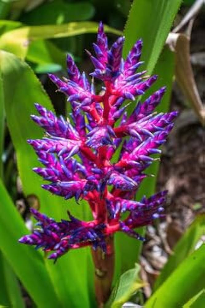 Purple Pink Bromeliad Plant Seeds – Heirloom Non-GMO Tropical Seeds for Planting