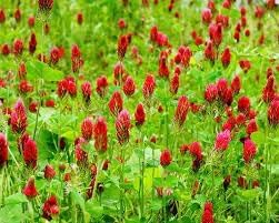 Flower Seeds, Seeds for Planting, Plant Seeds