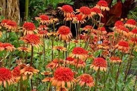 orange red flower seeds