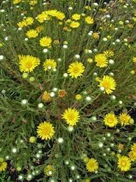grindelia flower flower seeds