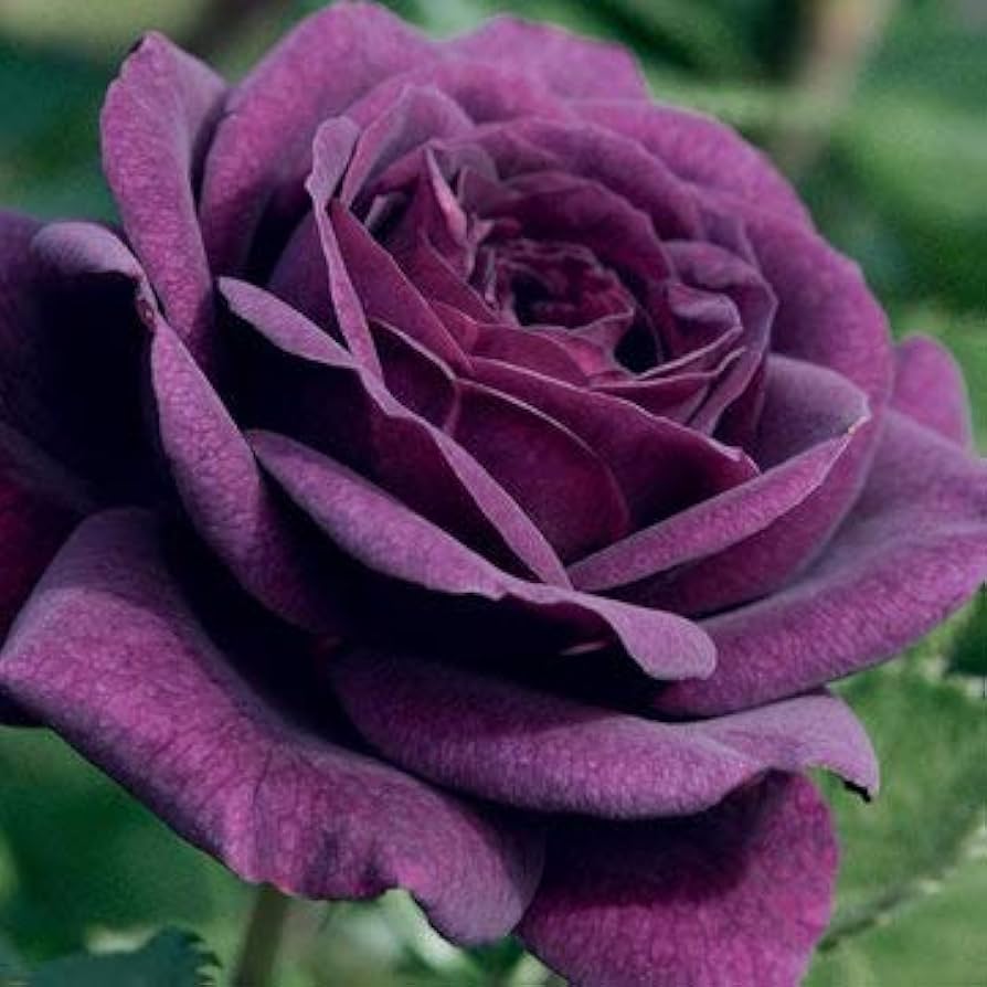 Rose Flower Seeds for Planting Dark Violet 100 pcs