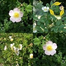 white rosa flower seeds