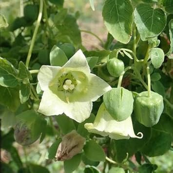 Flower Seeds, Seeds for Planting, Plant Seeds