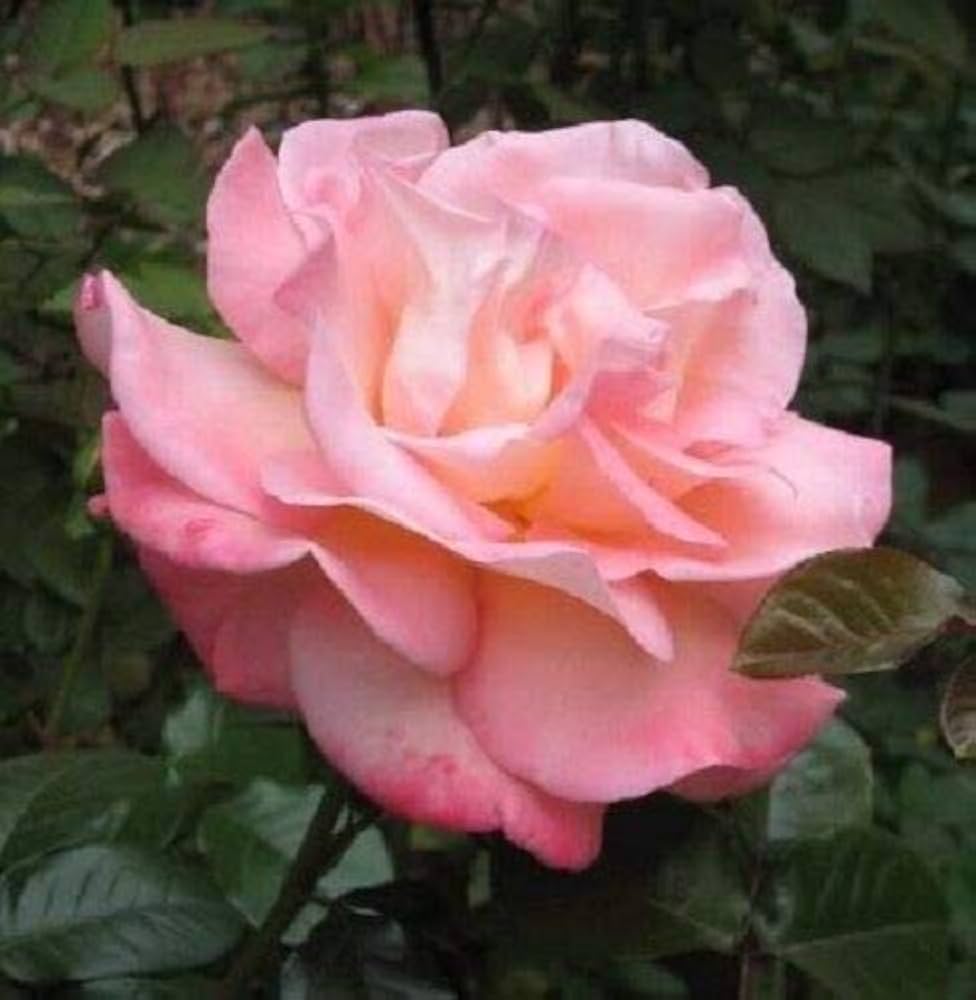 claire elizabeth flower seeds