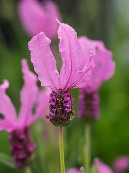 Flower Seeds, Seeds for Planting, Plant Seeds