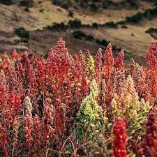 Flower Seeds, Seeds for Planting, Plant Seeds