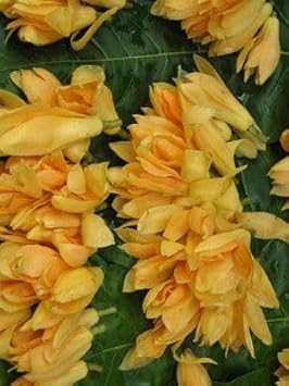 Flower Seeds, Seeds for Planting, Plant Seeds