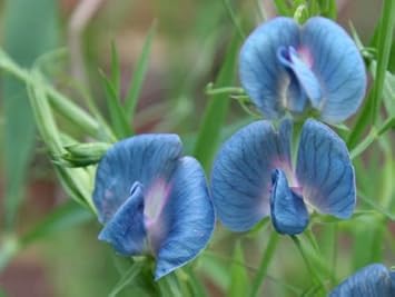 blue lathyrus flower seeds