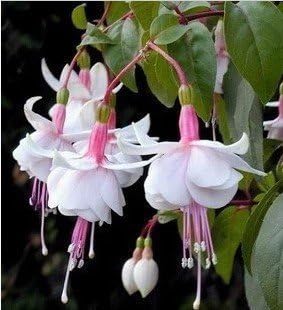 white pink flower seeds