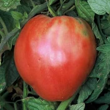 Red Oxheart Tomato Seeds for Planting