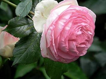 Flower Seeds, Seeds for Planting, Plant Seeds