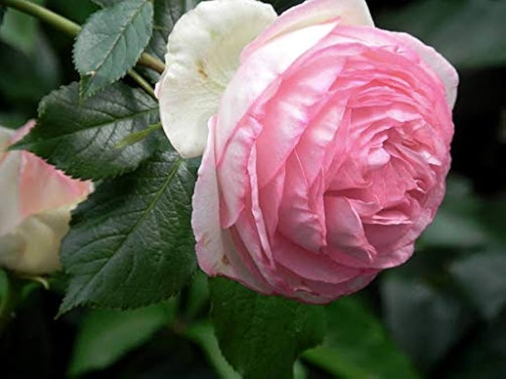 Fresh Rose Flower Seeds for Planting, Light Pink 100 pcs