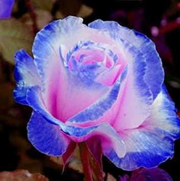 pink blue flower seeds