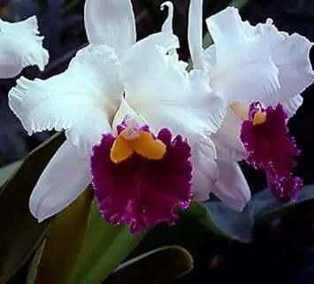 cattleya multicolor flower seeds