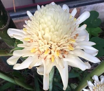 Flower Seeds, Seeds for Planting, Plant Seeds