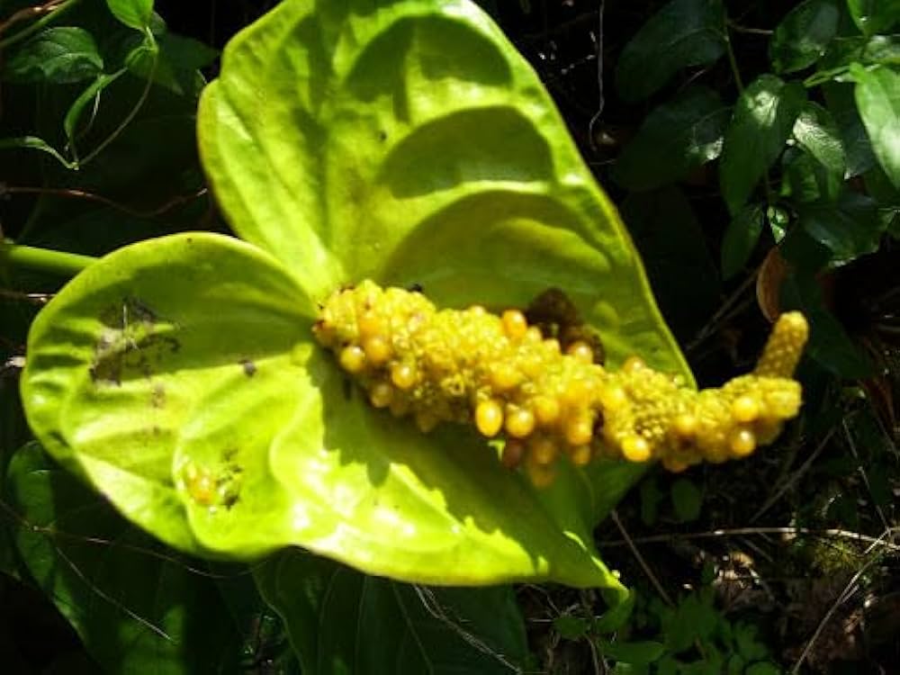 Green Anthurium Flower Seeds - 100 pcs