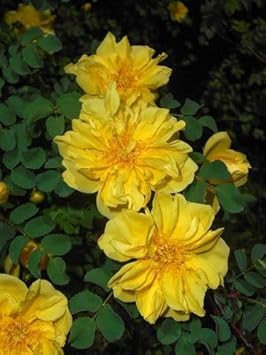 Flower Seeds, Seeds for Planting, Plant Seeds